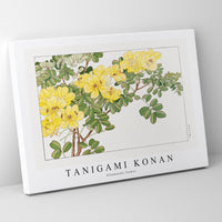 Tanigami Konan - Allamanda flower