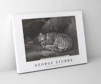 
              George Stubbs - A Sleeping Leopard 1791
            