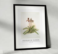 
              Frederick Sander - Cypripedium oenanthum superbum from Reichenbachia Orchids-1847-1920
            