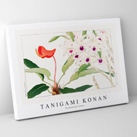 Tanigami Konan - Dendobium flower