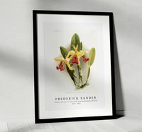 
              Frederick sander - Cattleya dowiana var chrysotoxa from Reichenbachia Orchids-1847-1920
            