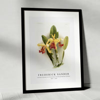 Frederick sander - Cattleya dowiana var chrysotoxa from Reichenbachia Orchids-1847-1920