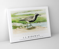 
              J L Ridgway - The Black–Bellied Plover (Squatarola Squatarola) 1859-1947
            