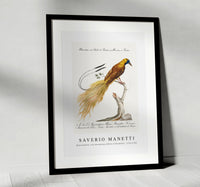 
              Saverio Manetti - Manucodiata, sive paradisaea (Bird of Paradise) 1723-1785
            
