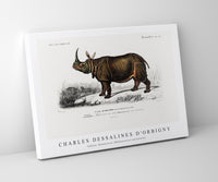 
              Charles Dessalines D'Orbigny - Indian rhinoceros (Rhinoceros unicornis)
            