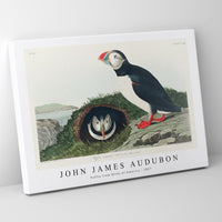 John James Audubon - Puffin from Birds of America (1827)