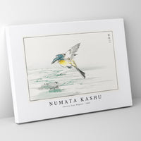 Numata Kashu - Eastern Grey Wagtail illustration from Pictorial Monograph of Birds (1885)