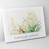 Tanigami Konan - Ornithogalum flower