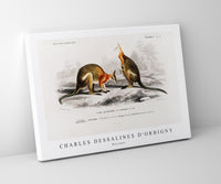 
              Charles Dessalines D'Orbigny - Macropus
            