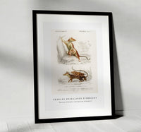 
              Charles Dessalines D'Orbigny - Opossum (Didelphis) and Opossum (Didelphis)
            