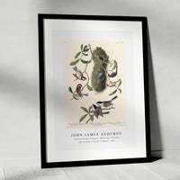 John James Audubon - Chesnut-backed Titmouse, Black-capt Titmouse and Chesnut-crowned Titmouse(1827)