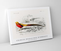 
              Charles Dessalines D'Orbigny - Male golden pheasant
            