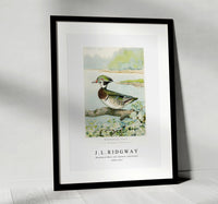 
              J L Ridgway - Woodduck Male (Aix Sponsa, Swainson) 1859-1947
            