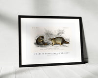 
              Charles Dessalines D'Orbigny - Raccoon (Procyon lotor)
            