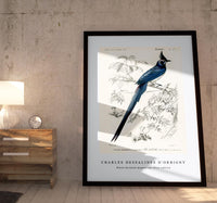 
              Charles Dessalines D'Orbigny - Black-throated magpie-jay (Pica colliei)
            