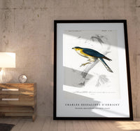 
              Charles Dessalines D'Orbigny - Eurasian sparrowhawk (Accipiter nisus)
            
