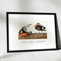 John James Audubon - Hudsonian Godwit from Birds of America (1827)