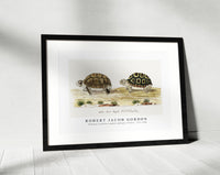 
              Robert Jacob Gordon - Homopus areolatus common padloper tortoise (1777–1786)
            
