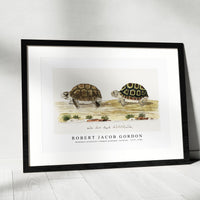 Robert Jacob Gordon - Homopus areolatus common padloper tortoise (1777–1786)