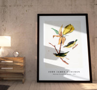 
              John James Audubon - Kentucky Fly-catching Warbler (1830s)
            