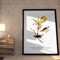 John James Audubon - Kentucky Fly-catching Warbler (1830s)