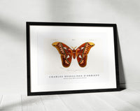 
              Charles Dessalines D'Orbigny - Attacus Atlas Moth (Attacus Aurora)
            