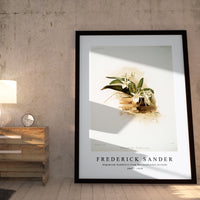 Frederick Sander - Angræcum humblotii from Reichenbachia Orchids-1847-1920