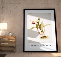 
              Frederick Sander - Cattleya (hybrida) parthenia from Reichenbachia Orchids-1847-1920
            