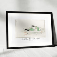 Numata Kashu - Gull illustration from Pictorial Monograph of Birds (1885)