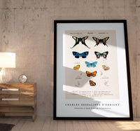 
              Charles Dessalines D'Orbigny - Collection of hand drawings of butterflies
            