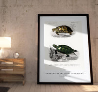 
              Charles Dessalines D'Orbigny - Tortoises (Testudo)
            