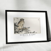 Numata Kashu - Japanese Scops Owl and Fir illustration from Pictorial Monograph of Birds (1885)
