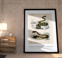 
              Charles Dessalines D'Orbigny - Rattlesnake (Crotale) and Saharan horned Viper (Cerastes)
            