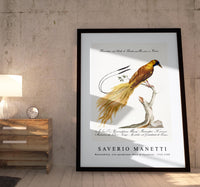 
              Saverio Manetti - Manucodiata, sive paradisaea (Bird of Paradise) 1723-1785
            