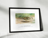 
              J L Ridgway - Ring–Necked Pheasant, Female (Phasianus Torquatus)  1859-1947
            