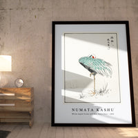 Numata Kashu - White-naped Crane and New Years Fern illustration from Pictorial Monograph of Birds (1885)