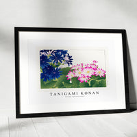 Tanigami Konan - Vintage cineraria flower