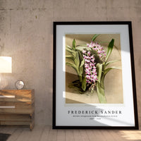 Frederick Sander - Aërides savageanum from Reichenbachia Orchid-1847-1920