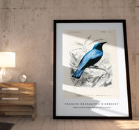 
              Charles Dessalines D'Orbigny - Square-tailed drongo (Edoius caerulescens)
            