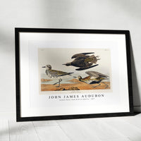 John James Audubon - Golden Plover from Birds of America (1827)