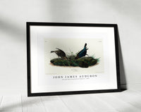 
              John James Audubon - Cow-pen Bird from Birds of America (1827)
            