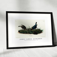 John James Audubon - Cow-pen Bird from Birds of America (1827)