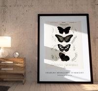 
              Charles Dessalines D'Orbigny - Collection of butterflies
            