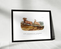 
              John Woodhouse Audubon - Rocky Mountain Sheep (Ovis montana) from the viviparous quadrupeds of North America (1845)
            