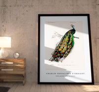 
              Charles Dessalines D'Orbigny - Indian peafowl (Pavo Cristatus)
            
