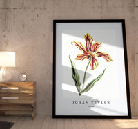 
              Johan Teyler - A tulip
            