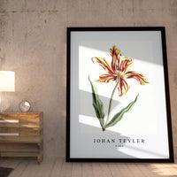 Johan Teyler - A tulip