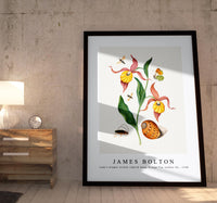 
              James Bolton - Lady's slipper orchid, tiphiid wasp, Orange Tip, soldier fly 1768
            