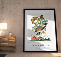 
              James Bolton - Northern Wheatear, Cowberry and Silver-washed Fritillary and Long-legged Fly 1768
            