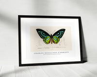 
              Charles Dessalines D'Orbigny - Green birdwing (Ornithoptera priamus)
            